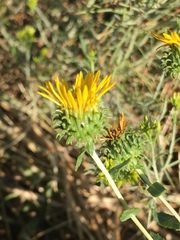 Grindelia squarrosa serrulata