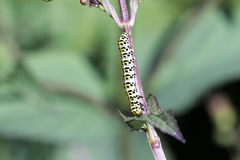 Cucullia scrophulariae