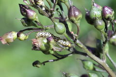 Cucullia scrophulariae