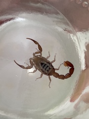 Compsobuthus schmiedeknechti