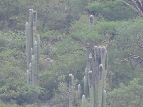 Cephalocereus senilis