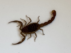 Compsobuthus schmiedeknechti