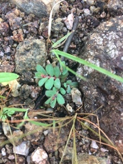 Euphorbia indivisa
