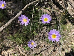 Brachyscome spathulata