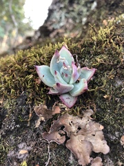 Echeveria colorata