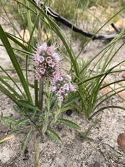 Echiostachys ecklonianus