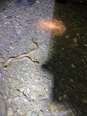 Hypsiglena ochrorhynchus