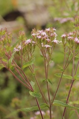 Stevia plummerae