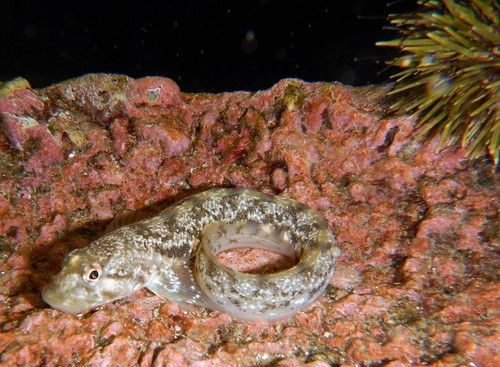 Zoarces viviparus
