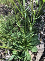 Brachyscome spathulata