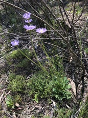 Brachyscome spathulata