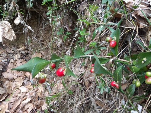 Ruscus hypophyllum