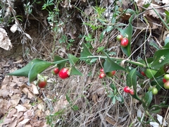Ruscus hypophyllum