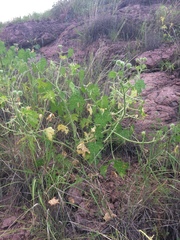 Cnidoscolus angustidens