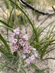 Echiostachys ecklonianus
