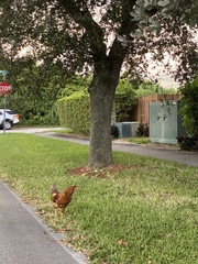Gallus gallus domesticus
