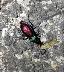 Carabus hispanus