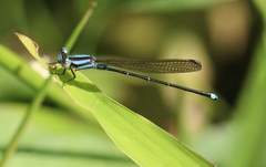 Argia indicatrix