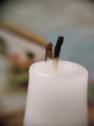 Immigrant fruit fly