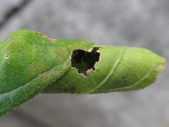 Tomapoderus ruficollis