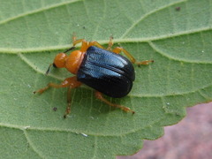Tomapoderus ruficollis