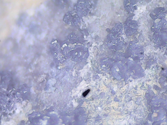 Fusarium graminearum