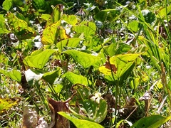 Echinodorus grandiflorus