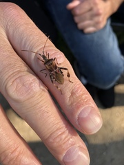 Leptoglossus occidentalis