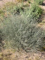 Psorothamnus scoparius