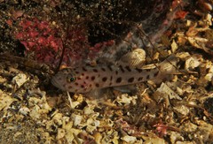 Thorogobius ephippiatus
