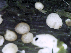 Trichoderma hamatum