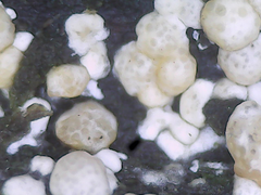 Trichoderma hamatum