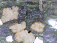 Trichoderma hamatum