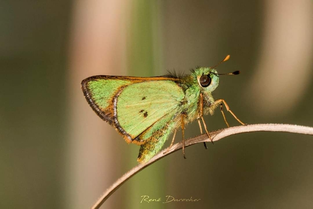 Bates' Skipper