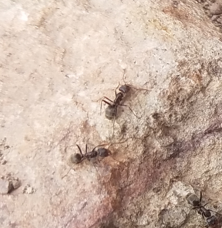 Liometopum