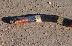 Micrurus pyrrhocryptus