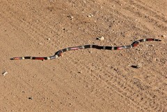 Micrurus pyrrhocryptus