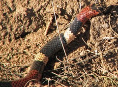 Micrurus pyrrhocryptus