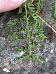 Woodsiaceae