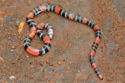 Photo of a Uruguayan coralsnake (Micrurus altirostris)