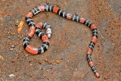 Micrurus altirostris