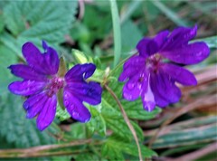 Geranium pyrenaicum