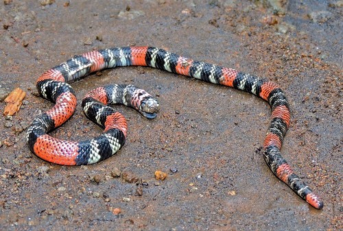 Double-banded Coral-snake