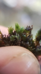 Fissidens ventricosus