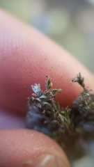 Fissidens ventricosus