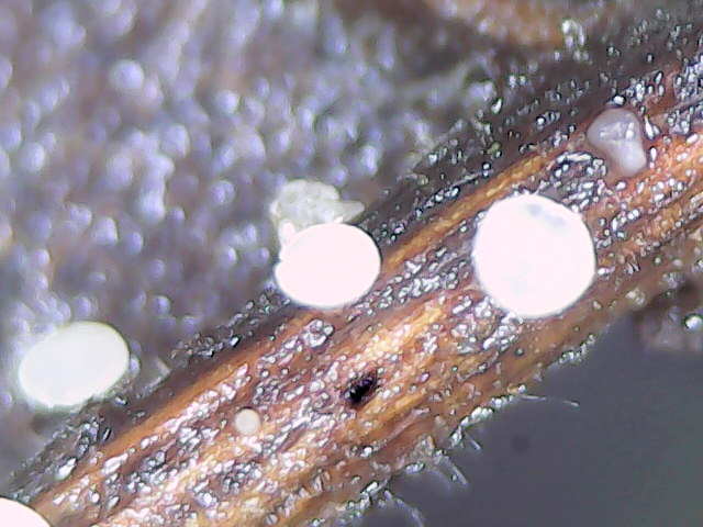 Hymenoscyphus sp. 'IN06'
