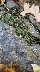 Fissidens ventricosus