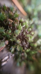 Fissidens ventricosus