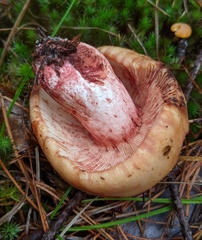 Russula ventricosipes