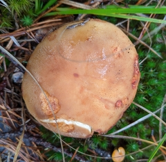 Russula ventricosipes